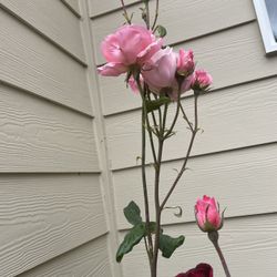 Beautiful Pink Rose Bush
