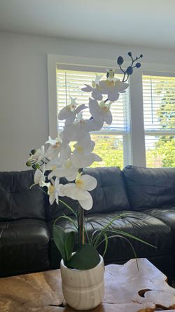 Decorative flower plant