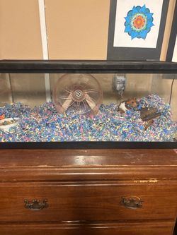 Hamster cage with the hamster