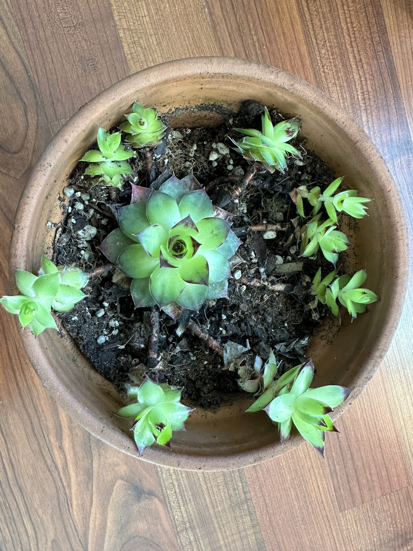 Succulent Plant For Sale