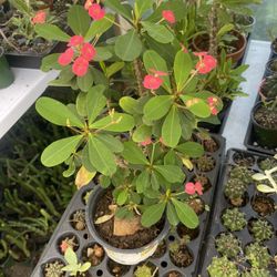 Crown Thorn Plants 🪴 