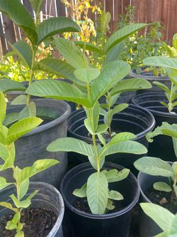 Plantas de guayaba
