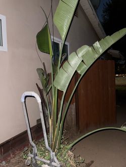 Free plant
