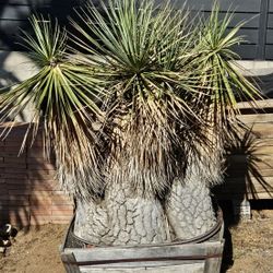 Rare Beucarnea stricta with a one-of-a-kind caudex