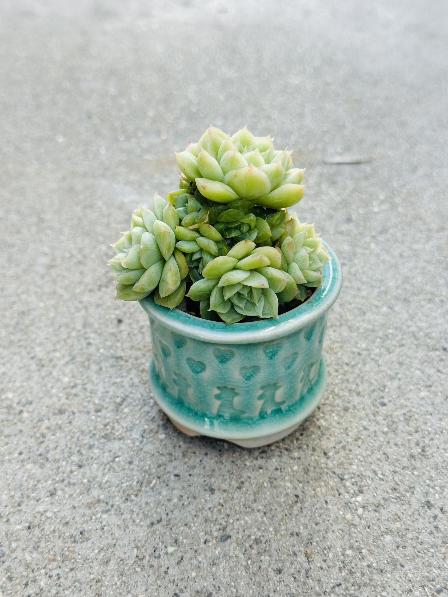 Succulents plants 🪴