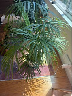 3+ft Parlor Palm