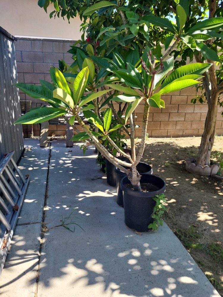 Plumerias