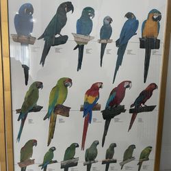 Parrot species pictures with frames (one)