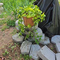 Vine House Plant