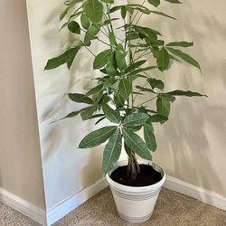 Money Tree 🌴 