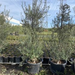 Wilsonii Olive Tree