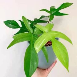 Rare Aroid Philodendron Florida Green Plant/ House Plant/ Indoor Plant Flower Patio Garden