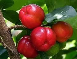Barbados Cherry Fruit Tree AKA Acerola SO RI 🍒 Puerto Rican or Guarani Cherry
