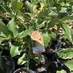 Fruit Trees 