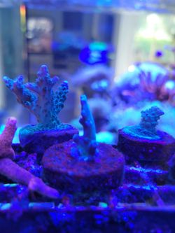 Coral Frag (fake)