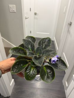 Blue double bloom African violet plant in pot