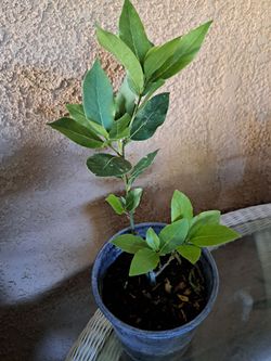 Laurel comestible