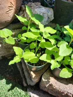 Commalina Benghalensis 