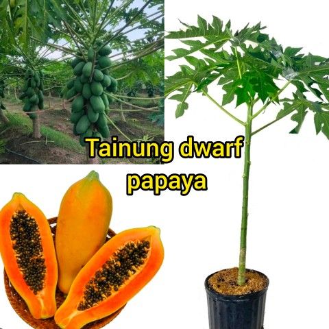 tainung Dwarf Papaya Trees  🌳 3gal plantas de Papaya enana 3gal