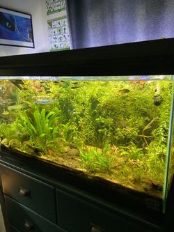 29 Gallon Tank For Sale 