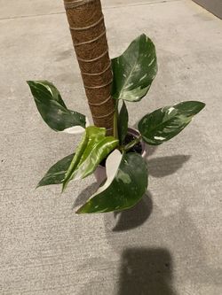 Rare Philodendron White Princess | On Moss Pole | Large Plant | 5 Inch  Nursery Pot for Sale in East Point, GA - OfferUp