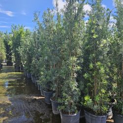 arecas And Podocarpus Over 8 Feet Tall Instant Privacy Hedge For Fence