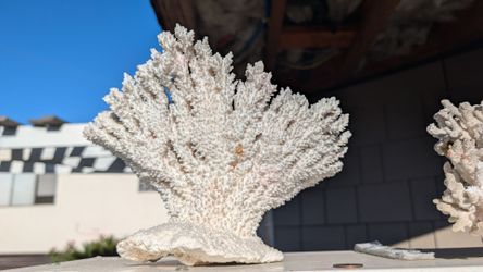 2pc Vintage White coral two pieces coastal decor nautical beach decoration aquarium fish tank