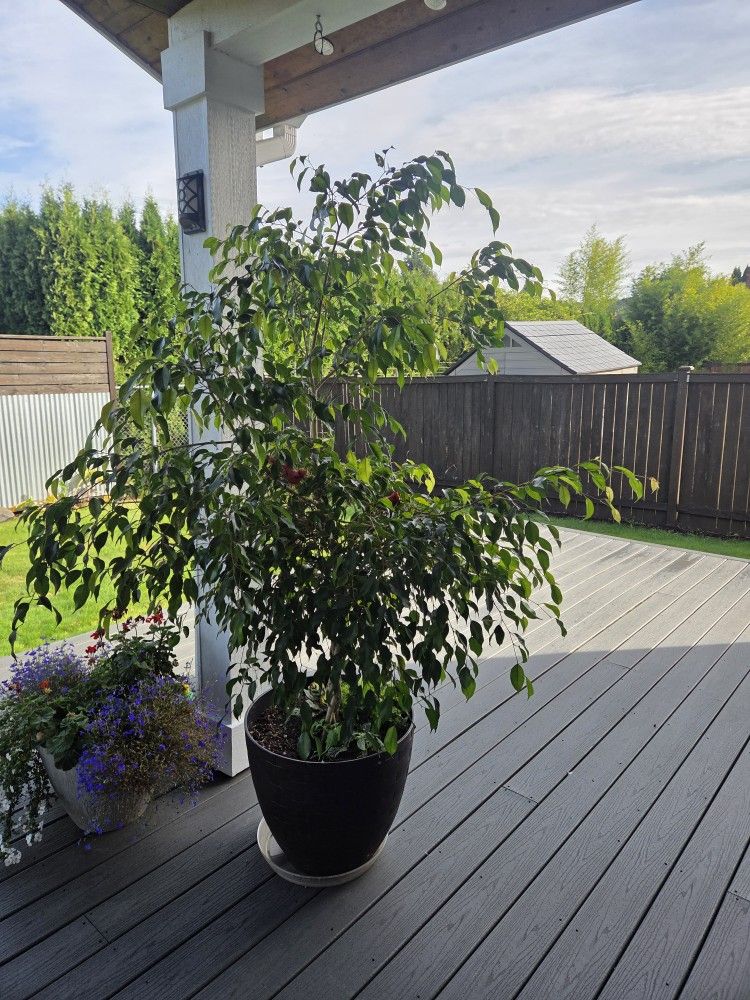 Real Indoor Tree