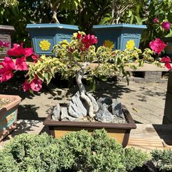 Bonsai Bougainvillea 