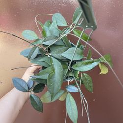 6” hoya fungii x pubicalyx