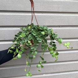 6” peperomia hope full and trailing
