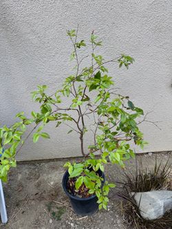 Paulista Jaboticaba Tropical Fruit Tree