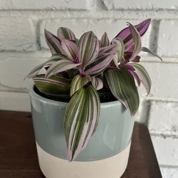 Tradescantia Nanouk