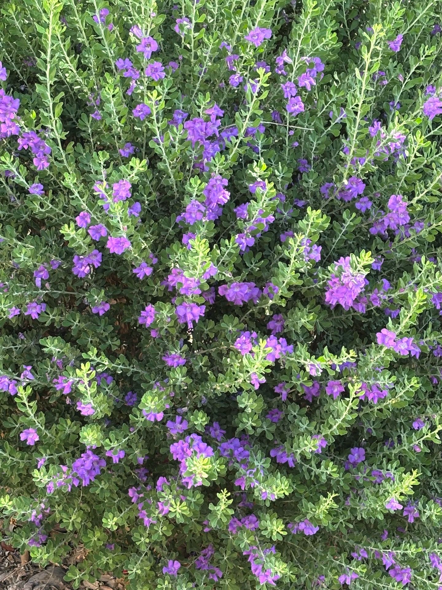 5 mature Sage Bushes