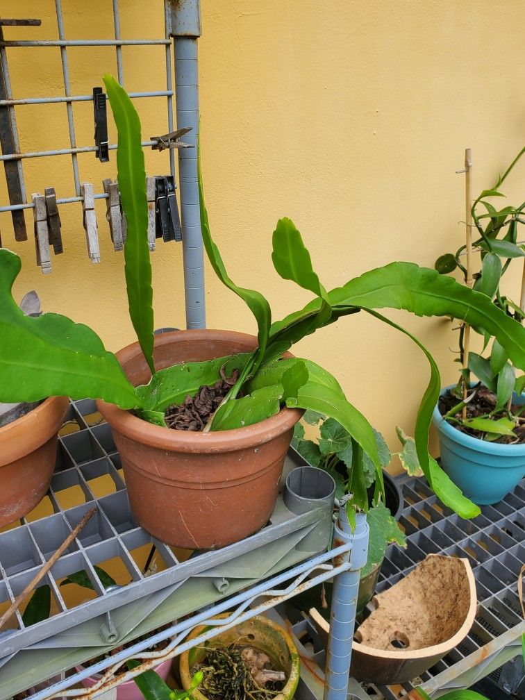 Queen Of Night Epiphyllum Oxypetalum Orchid Cactus