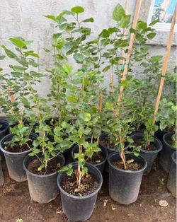 Pienl Hibiscus 🌺 Double Flawer $30 Each Each Price Firm