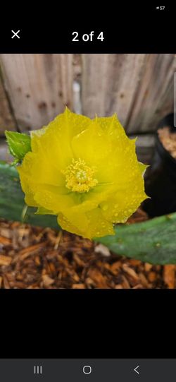 Cactus