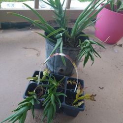 GOING..... GOING..... GONE TUESDAY....   YOU PICK ANY 3 PLANTS.   