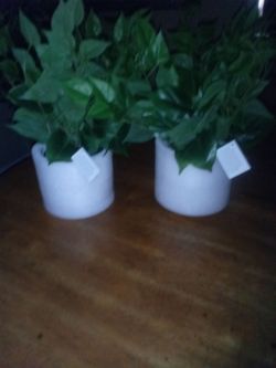 PLANT/VASE TWO