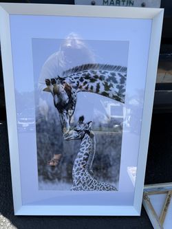 Giraffes