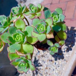 Aeonium Rosettes
