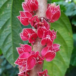 RARE LIVE PLANT 1ft Goethea strictiflora Pavonia Costa Rican Scarlet Hibiscus
