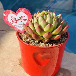 A Red Heart Ceremic Pot Korean Succulents 
