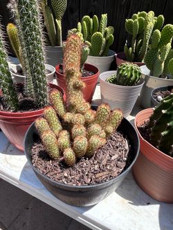Cactus plant