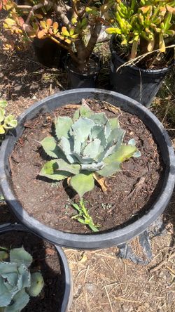 Artichoke Agave