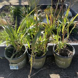 Outdoor Plants For Free 