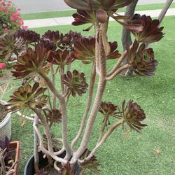 $20 5 Gallon Pot Succulent  I Have More Varitie