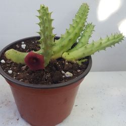 Red Dragon Huernia Succulent Plant