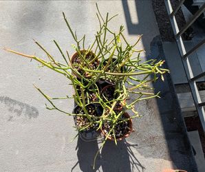 Firestick Plant (Pencil Cactus)