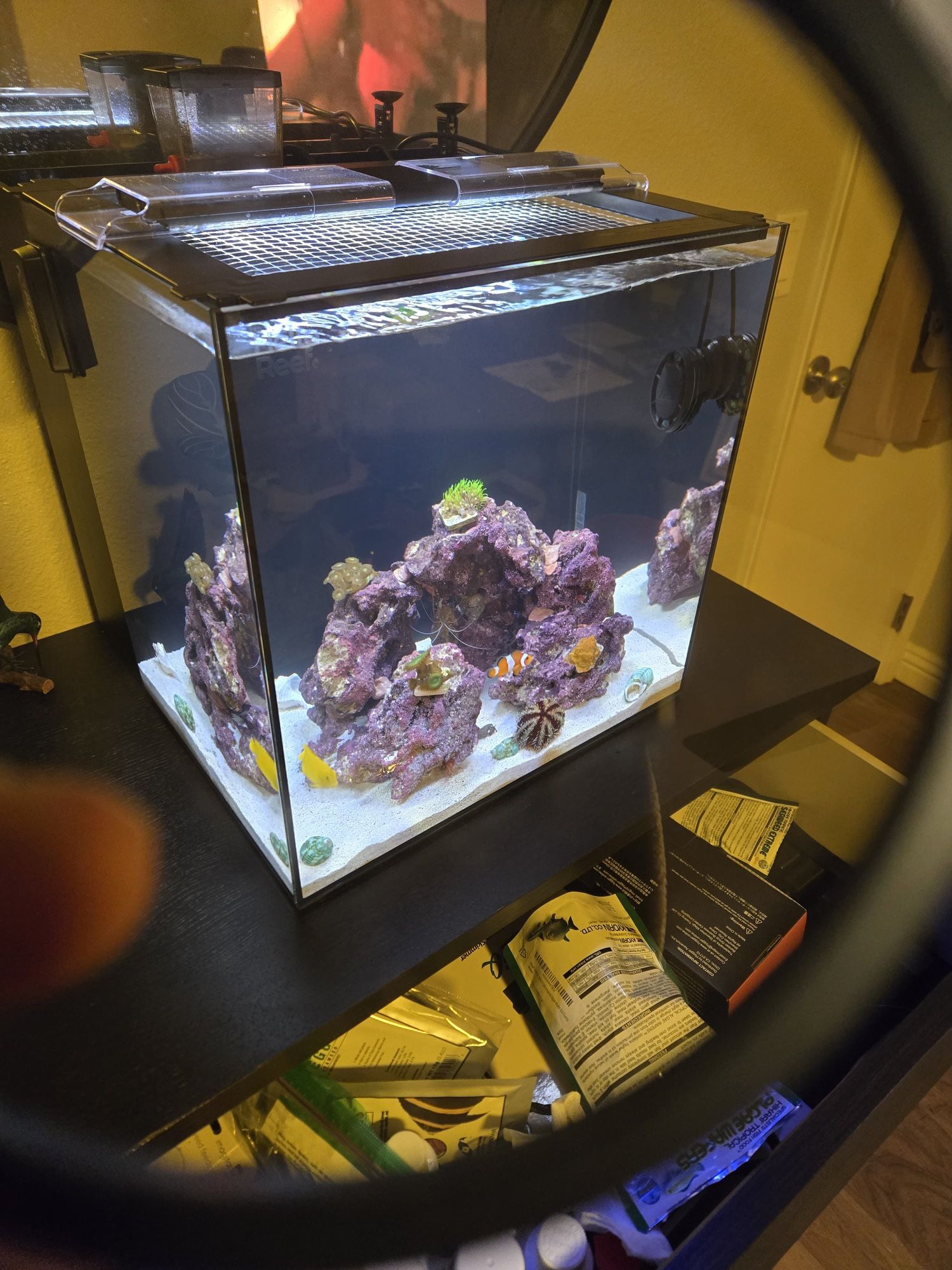 Salt Water Fish Tank